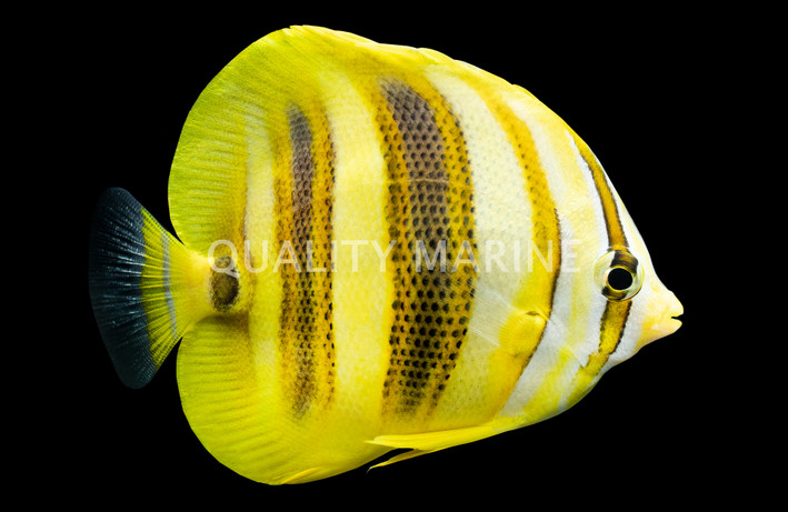 Rainfords Butterflyfish