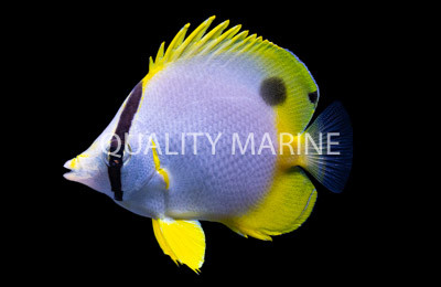 Spotfin Butterflyfish