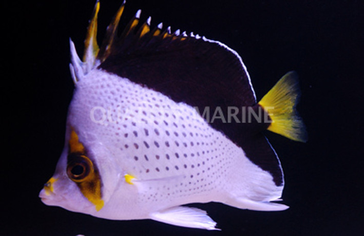 Tinkeri Butterflyfish