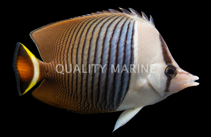 White Face Butterflyfish
