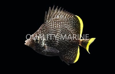 Wrought Iron Butterflyfish
