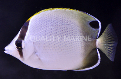 African Butterflyfish