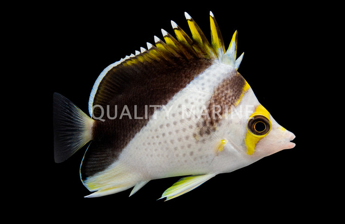 Burgess Butterflyfish