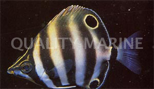 Moon Lighter Sea Chub