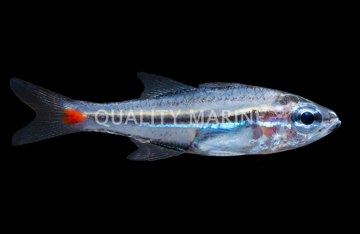 Red Spot Cardinalfish