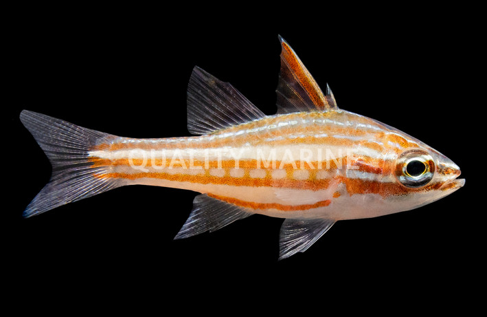 Red Striped Cardinalfish