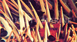 Crown of Thorns Cardinalfish