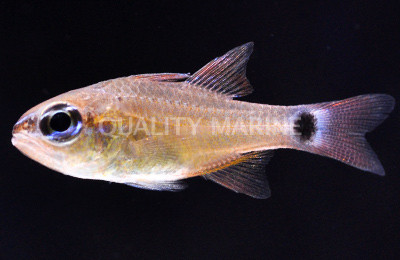 Spotted Tail Cardinalfish :: 13520