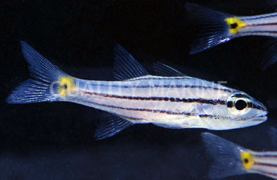 Sharptooth Cardinalfish :: 13524