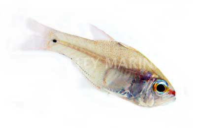 Girdled Cardinalfish