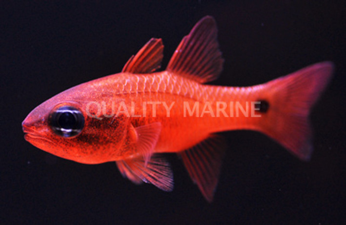 Tailspot Cardinalfish