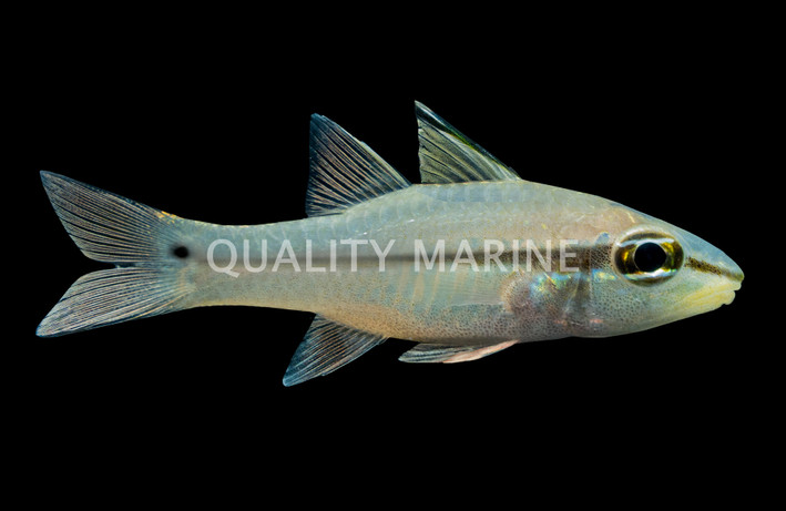 Bridled Cardinalfish