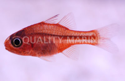Ruby Flame Cardinalfish