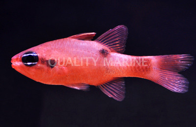 Sawcheek Cardinalfish