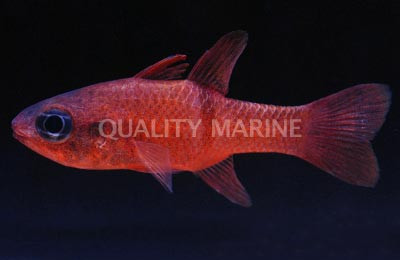 Barspot Cardinalfish