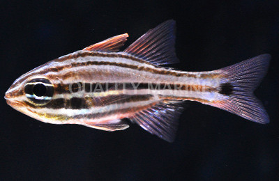 Sydney Cardinalfish