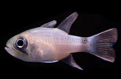 Bigeye Cardinalfish