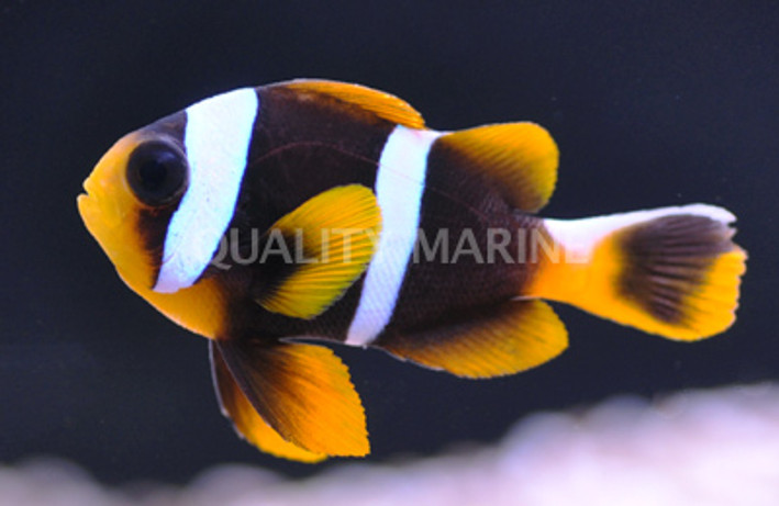 Allardi Clownfish