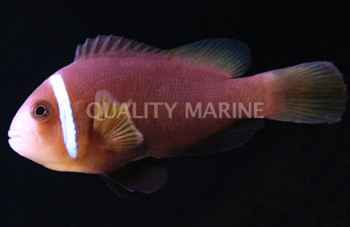 Rose Skunk Clownfish