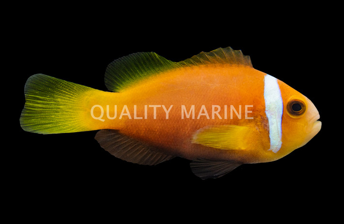 Rose Skunk Clownfish