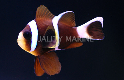Akindynos Clownfish