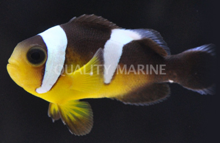 Black & Yellow Saddleback Clownfish