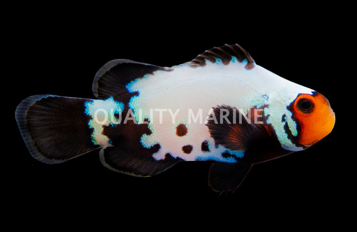 Black Phantom Snowflake Ocellaris Clownfish
