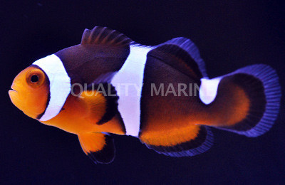 Photon Black Clownfish, Hybrid :: 14104