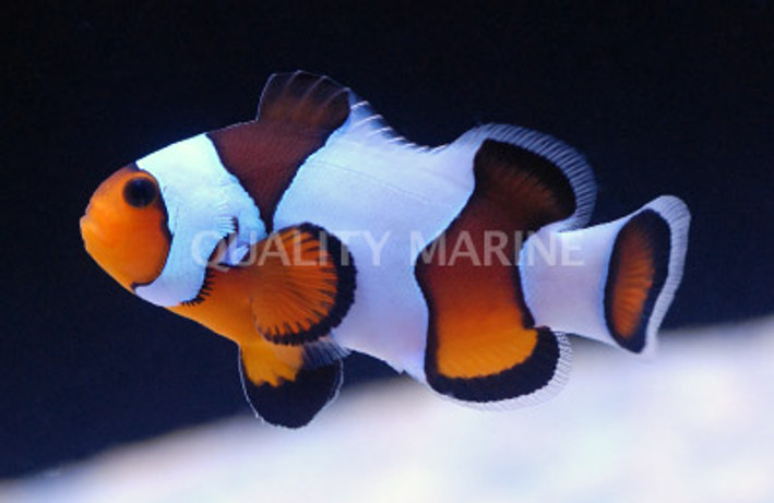 Wide Bar Mocha Gladiator Ocellaris Clownfish