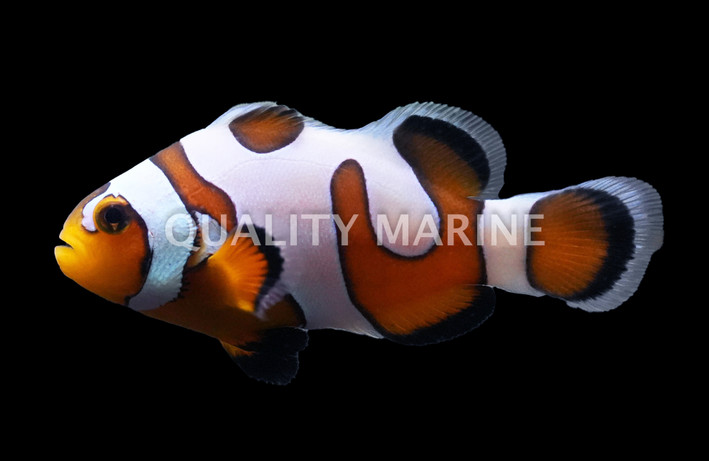 DaVinci Ocellaris Clownfish - Grade A - Quality Marine