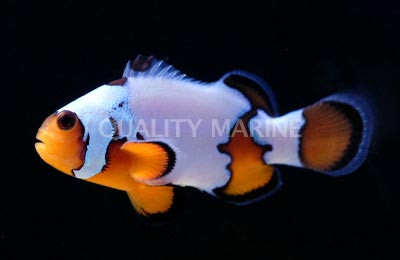 Premium Snowflake Ocellaris Clownfish