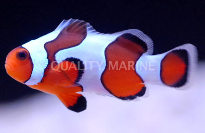 DaVinci Ocellaris Clownfish - Grade B