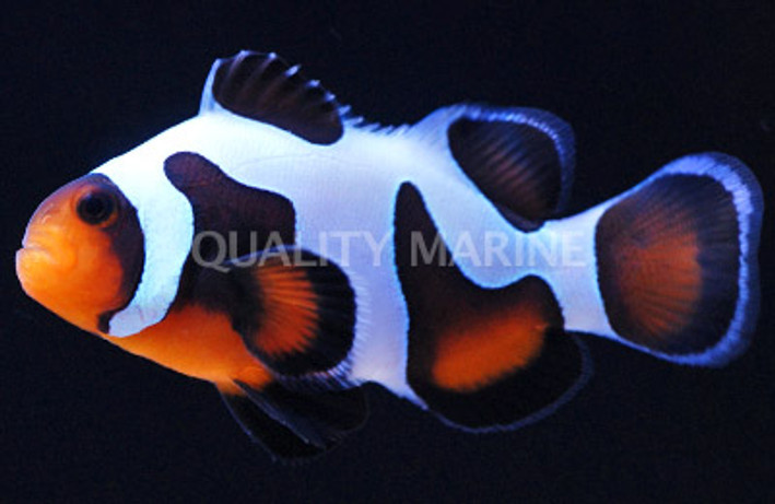 MochaVinci Clownfish - Grade A