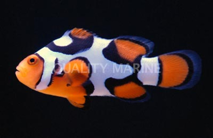 Black P2 Picasso Percula Clownfish