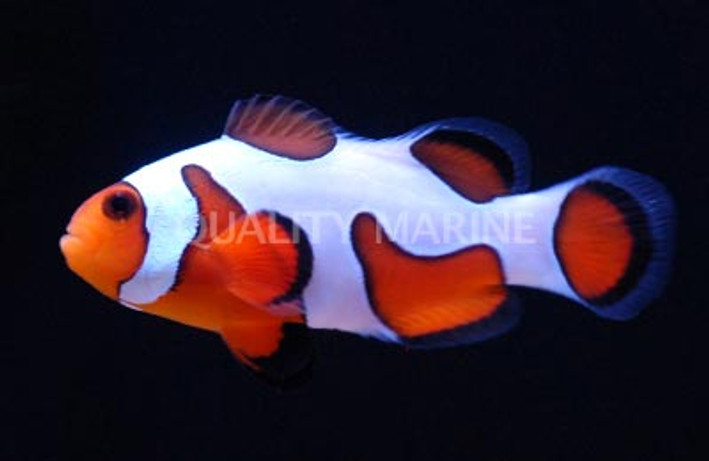 Extreme DaVinci Ocellaris Clownfish