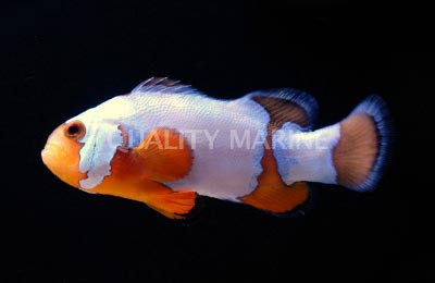 Premium Black Ice Ocellaris Clownfish