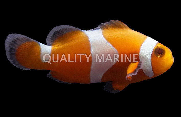 Tangerine Albino Ocellaris Clownfish :: 14177