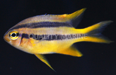 Black & Gold Chromis
