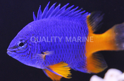 Gold Tail / Half Blue Damselfish :: 15034