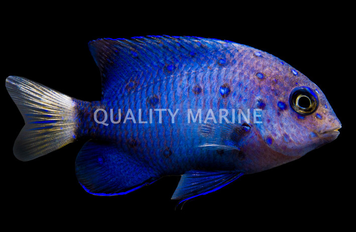 Jewel Damselfish