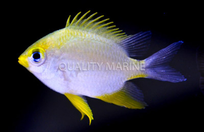 Ternate Damselfish