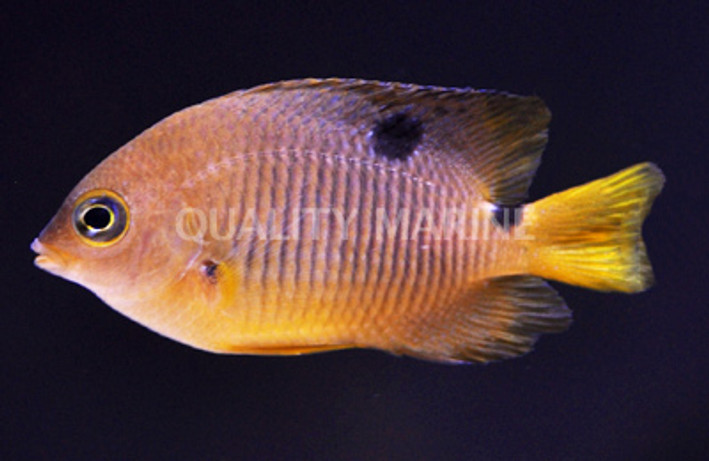Threespot Damselfish