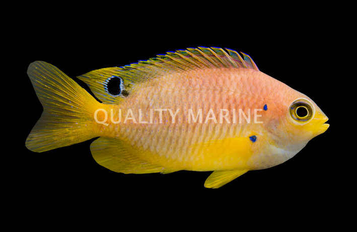 Ambon's Damselfish