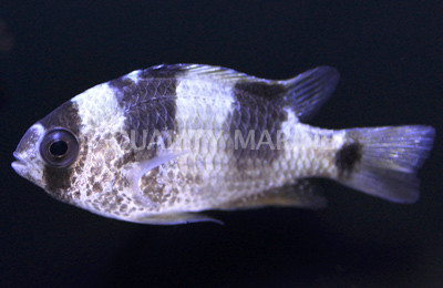 Tiger Damselfish :: 15080
