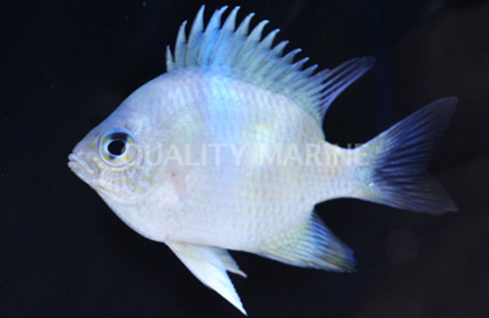 Blackfin Damselfish