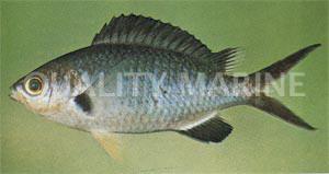 Honey Damselfish :: 15101