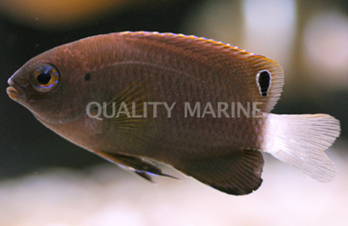 Smokey Damselfish