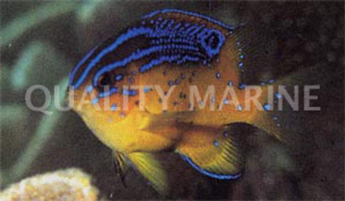 Bigscale Parma Damselfish