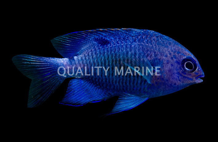 Cortez Damselfish
