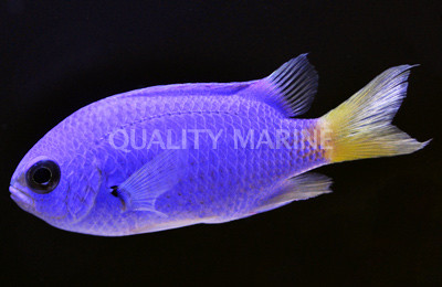 Cobalt Chromis